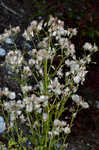 American burnweed